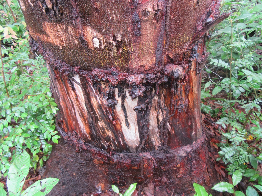 The base of a tree trunk, red in colour with streaks of red sap running down it. There is a wide indentation where a strip of bark has been removed around the trunk